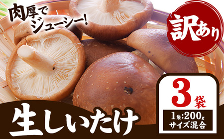 「訳あり」生しいたけ 200g×3袋(サイズ混合) [30日以内に出荷予定(土日祝除く)] [配送不可地域あり]