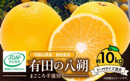 【2027年先行予約】和歌山県産 有田の八朔 (はっさく) 約10kg【S～Mサイズ混合】まごころ手選別 _ZE6151n