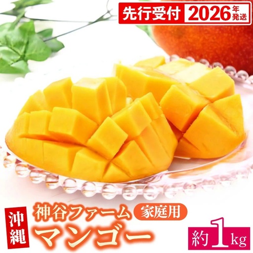 【先行受付】【2026年発送】神谷ファームのマンゴー（家庭用）約1Kg - 先行予約 沖縄県産 産地直送 南国フルーツ 旬の味覚 季節の果物 ご自宅用 沖縄マンゴー 沖縄県 八重瀬町