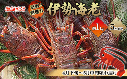 漁師直送 新鮮!朝獲れ活伊勢海老1kg[出荷:4月下旬〜5月中旬] 伊勢エビ エビ えび 冷蔵