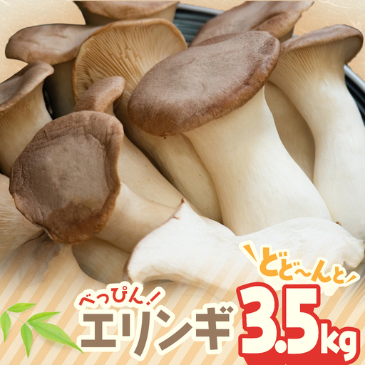 TN-01  べっぴん エリンギ ！ どどーんと 3.5ｋｇ！ | えりんぎ きのこ キノコ 国産 生  tn-01
