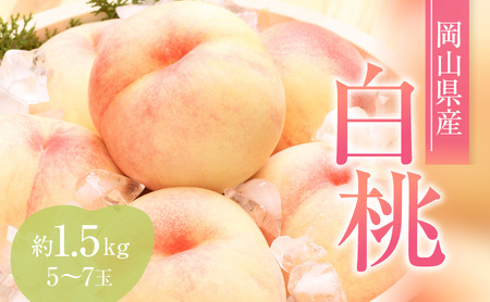 桃 2026年 先行予約 赤磐の 白桃 約1.5kg 5〜7玉 JA晴れの国 糖度センサー選果 もも モモ 岡山県 赤磐市産 国産 フルーツ 果物 ギフト デザート 果肉