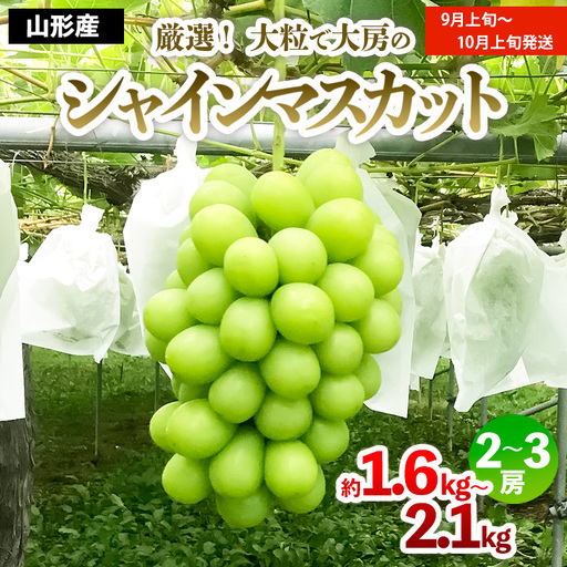 厳選!大粒で大房のシャインマスカット 秀品 2〜3房入り(約1.6kg〜2.1kg)[前半][令和8年産先行予約]FS24-605 くだもの 果物 フルーツ 山形 山形県 山形市 2026年産
