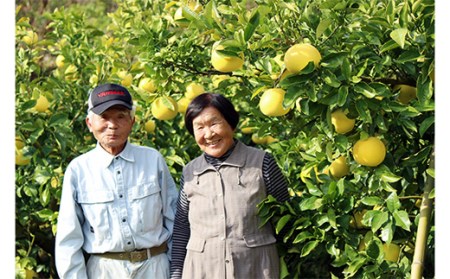 土佐文旦 5kg 贈答用 文旦