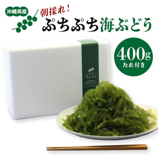 朝採れ! ぷちぷち 海ぶどう 400g 沖縄県産 海ブドウ たれ付き 無着色 沖縄 特産品 沖縄グルメ 海の宝石 海藻 海ぶどう丼 サラダ おつまみ おかず 沖縄料理 常温保存 贈答用 ギフト 産地直送 沖縄県 糸満市
