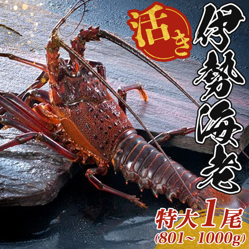 【大伊勢海老】 約801～1000g 1尾 伊勢エビ 伊勢エビ
