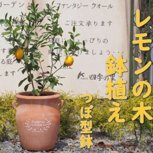 苗木 レモン レモンの木 鉢植え つぼ型 テラコッタ鉢 苗木