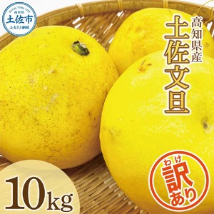 [先行予約]土佐文旦 訳あり 10kg (M〜5L) 文旦[BQAE032]