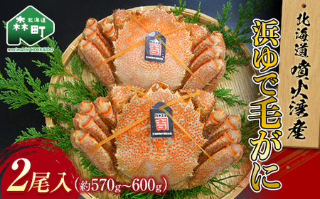 北海道噴火湾産「カネキチ」浜ゆで毛がに2尾入（約570～600ｇ）＜カネキチ澤田水産＞ かに カニ 蟹 ガニ がに 森町 ふるさと納税 北海道 毛蟹 毛かに 毛ガニ 毛カニ mr1-0012