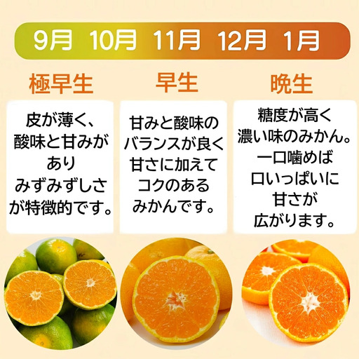 【みかん】 訳あり 温州みかん 約5kg 愛媛みかん みかん職人武田屋 愛媛県 愛南町