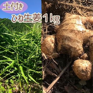 【先行受付】自然農 ひね生姜１kg（自然のままの土付き）【R00218】
