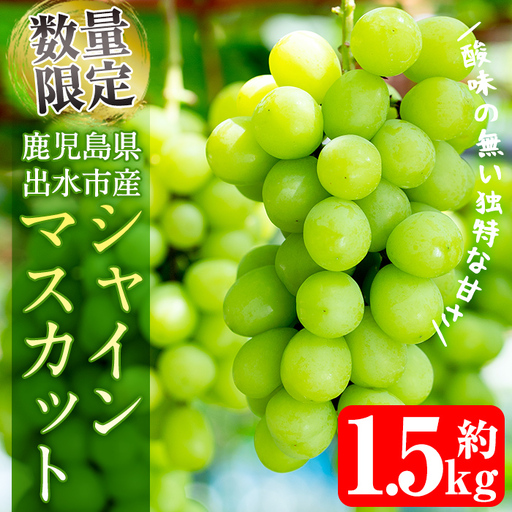 i214 ≪数量・期間限定≫シャインマスカット (計約1.5kg) 国産 鹿児島 出水市 ぶどう ブドウ 果物 くだもの フルーツ シャインマスカット マスカット 葡萄 旬 種なし 旬 歯ごたえ 冷蔵 【山門ぶどう園】
