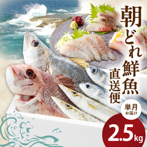 大和海商の朝どれ鮮魚直送便　 2.5㎏ N072-YA5533