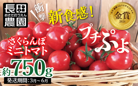 [2027年発送]衝撃の一粒!!奇跡のさくらんぼミニトマト(プチぷよ) 約1kg 野菜ソムリエサミット 金賞 受賞 長田農園 産地直送 トマト とまと 野菜 やさい フルーツ サラダ 濃厚 甘い ご褒美 プレゼント 美容 健康 リピート多数 人気 高評価 数量限定 碧南市 H004-180_Apr