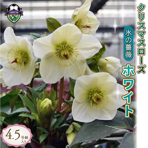 【 先行予約 ：2027年1月発送 】 花 クリスマス ローズ 白 4.5号 オンライン決済限定