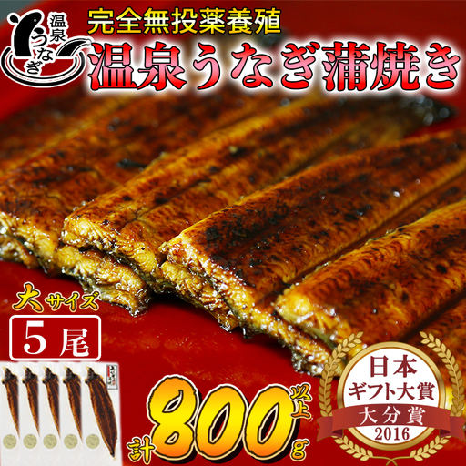 温泉うなぎ 蒲焼 5尾（160gサイズ）【大分水産】 国産 完全無投薬 うなぎ 九州 大分県 うな丼 うな重 冷凍 鰻 ギフト 受賞 土用の丑の日 スタミナ 夏バテ ＜104-013＞