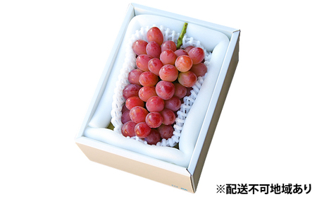 ぶどう 早期受付 紫苑 (しえん)1房(500g以上) ブドウ 葡萄 岡山県産 国産 フルーツ 果物 ギフト 桃茂実苑 もも 果物類