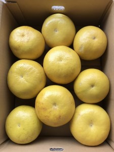 小野果樹園 文旦【家庭用】5kg（L-4L） 文旦