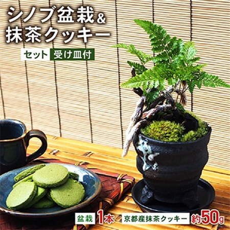 シノブ盆栽＆抹茶クッキーセット_菓子・スイーツ クッキー    花・観葉植物 盆栽  _【配送不可地域：北海道・東北】【1047274】