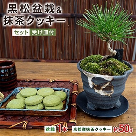 黒松盆栽＆抹茶クッキーセット_菓子・スイーツ クッキー    花・観葉植物 盆栽  _【1047275】