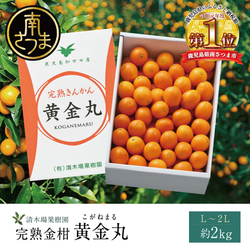 完熟 金柑 黄金丸 約2kg（L～2L） 果物 フルーツ