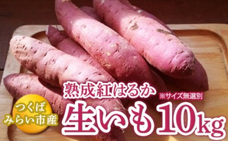 つくばみらい市産　熟成紅はるか生いも　１０ｋｇ（無選別）