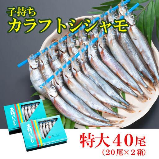 ししゃも 子持ち カラフトシシャモ 特大 40尾（20尾×2箱） 子持ちシシャモ カラフトししゃも 大洗_AV001