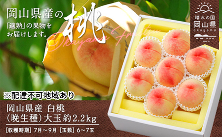 桃 2026年 先行予約 白桃 晩生種 大玉 約2.2kg 6～7玉 もも モモ 岡山県産 国産 フルーツ 果物 ギフト 