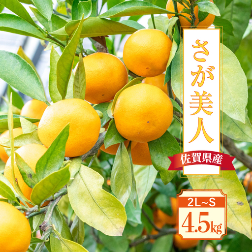 【先行予約・26年11月以降順次発送】佐賀県産「さが美人」4.5kg 吉野ヶ里町/リエンサーク [FCC011]