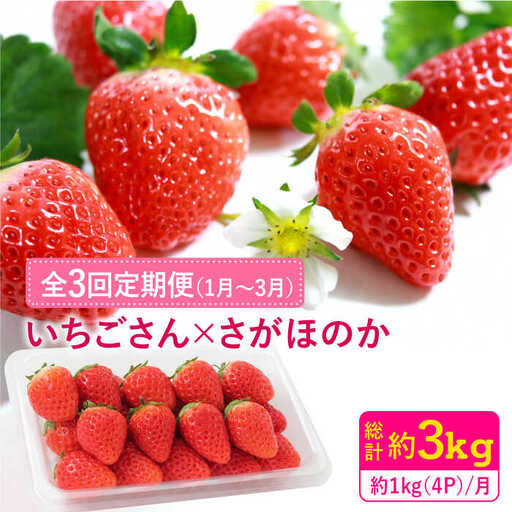 【先行予約】【全3回定期便・1月発送開始】さがほのか・いちごさん 計12P（4P×3回） |イチゴ いちご 苺 フルーツ 果物 佐賀県産 佐賀産 旬| 吉野ヶ里町/リエンサーク [FCC005]
