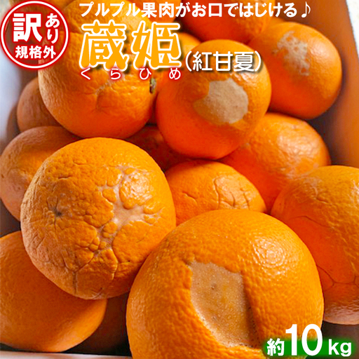 [訳あり 規格外品] 蔵姫 くらひめ (紅甘夏) 約10kg [今村農園]果物 期間限定 数量限定 九州 大分県 [107-028]