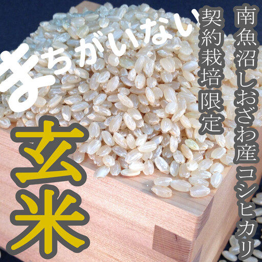 【令和8年　新米予約】【定期便】玄米 生産者限定 南魚沼しおざわ産コシヒカリ10Kg×6ヶ月 | コシヒカリ【2026年10月上旬より1ヶ月以内に順次発送予定】