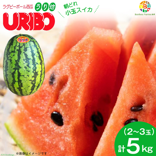 DE276 【令和9年度出荷分】 小玉スイカ「うり坊」5kg（1.7kg以上×2～3玉） ～名水百選の里 島原産～
