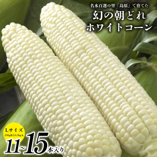 [令和9年度出荷分] 6月中旬から出荷! 幻の朝どれ ホワイトコーン L以上×11〜15本セット 4.5kg 〜名水百選の里 島原産〜