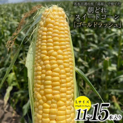 DE279 【令和9年度出荷分】 5月下旬から出荷！ 朝どれ スイートコーン L×11～15本セット (4.5kg入) ～名水百選の里 島原産～