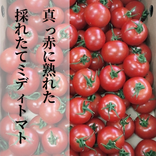 採れたてミディトマト 4kg(500g × 8パック) _b-249