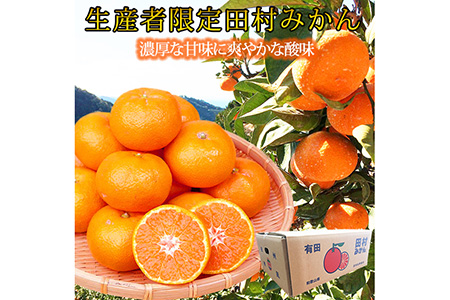 【先行予約】高級ブランド田村みかん １０kg◇｜ 蜜柑 柑橘 果物 フルーツ 糖度 甘い 濃厚 コク ジューシー 先行予約 みかん 国産 産地直送 人気 美浜町