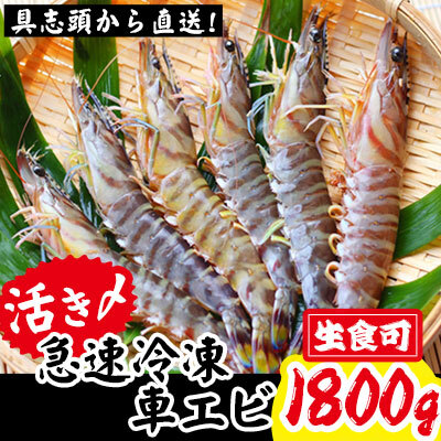 【訳アリ】活き〆急速冷凍車エビ（生食可・約1800g）- 海老 車えび 車海老 冷凍 生エビ 国産 養殖 えび天 エビフライ 塩焼き 人気 沖縄県 八重瀬町