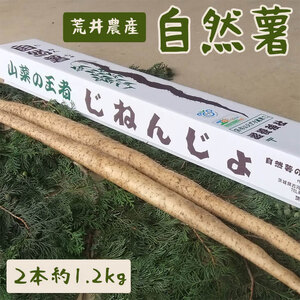 自然薯（2本 約1.2kg） | 1.2キロ ご飯のお供 野菜 とろろ 栽培 健康 栄養 山芋 山の芋 国産 産地直送 農家直送 贈答 贈り物 プレゼント 茨城県 古河市 荒井農産 直送 農家直送 産地直送_AC01