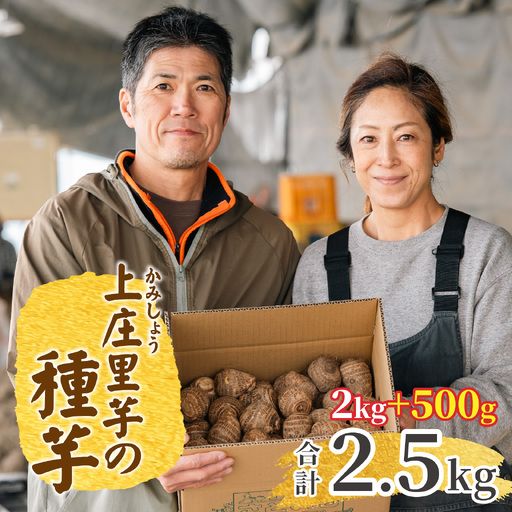 【先行予約】日本の美味い里芋を栽培！上庄里芋の種芋 2kg + 500g【2027年3月10日～出荷】 [A-001014]