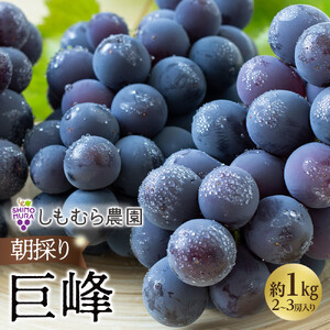 ぶどう 朝採り巨峰 約1kg 2〜3房入 ぶどうの王様