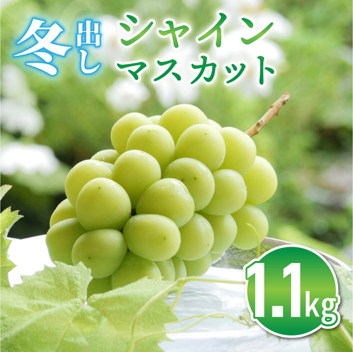 東御市産冬出しシャインマスカット 約1.1kg シャインマスカット※2026年11月下旬〜12月中旬頃に順次発送予定