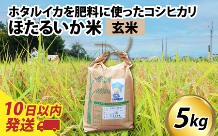 [訳あり]ほたるいか米(玄米5kg)[通年発送]