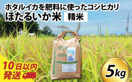 [訳あり]ほたるいか米(精米5kg)[通年発送]
