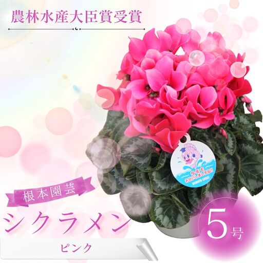 [先行予約]シクラメン ピンク 6号鉢 花ギフト 根本園芸 | シクラメン 農林水産大臣賞