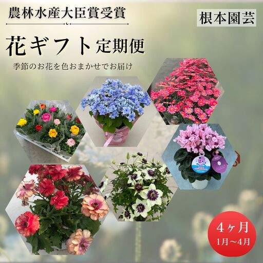 【2027年先行予約】季節の花 定期便 4回 (1-4月) 色おまかせ 根本園芸 | 花ギフト定期便