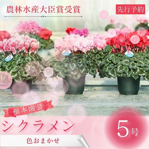 先行予約 シクラメン 色 おまかせ 5号鉢 根本園芸 花ギフト | シクラメン 農林水産大臣賞