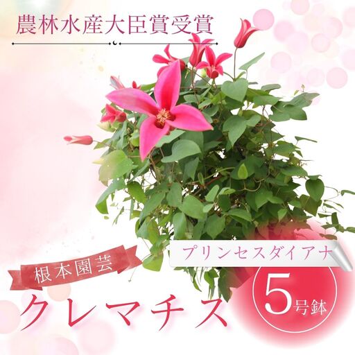 先行予約 クレマチス プリンセスダイアナ(赤系) 5号鉢 根本園芸 | クレマチス