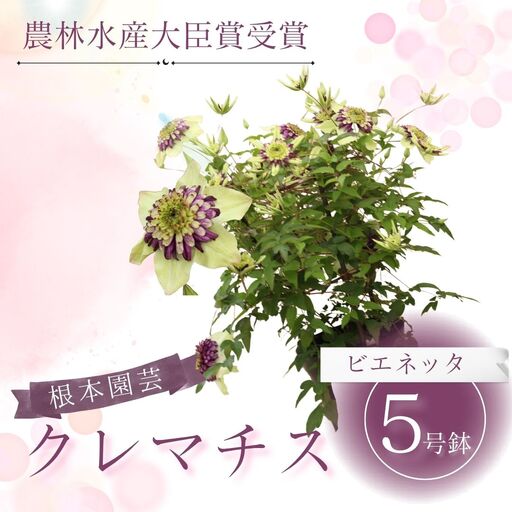 花ギフト 先行予約 クレマチス ビエネッタ(白系) 5号鉢 根本園芸 | クレマチス