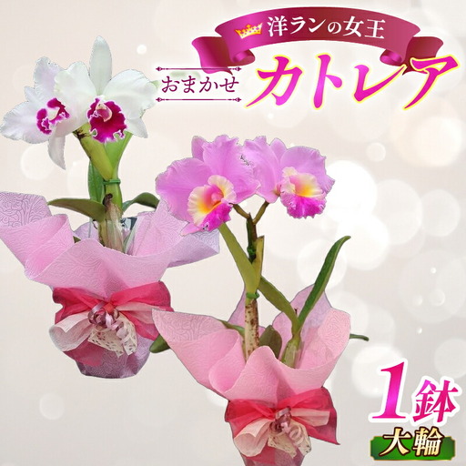彦根市内にて栽培!愛情いっぱい洋蘭・カトレア鉢花大輪